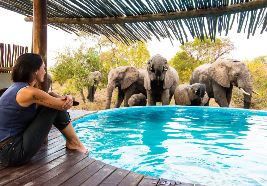 Elephants at the Africa on Foot Swimming Pool
