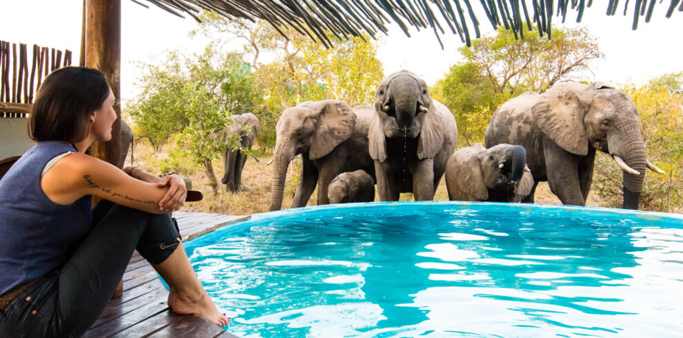 Elephants at the Africa on Foot Swimming Pool