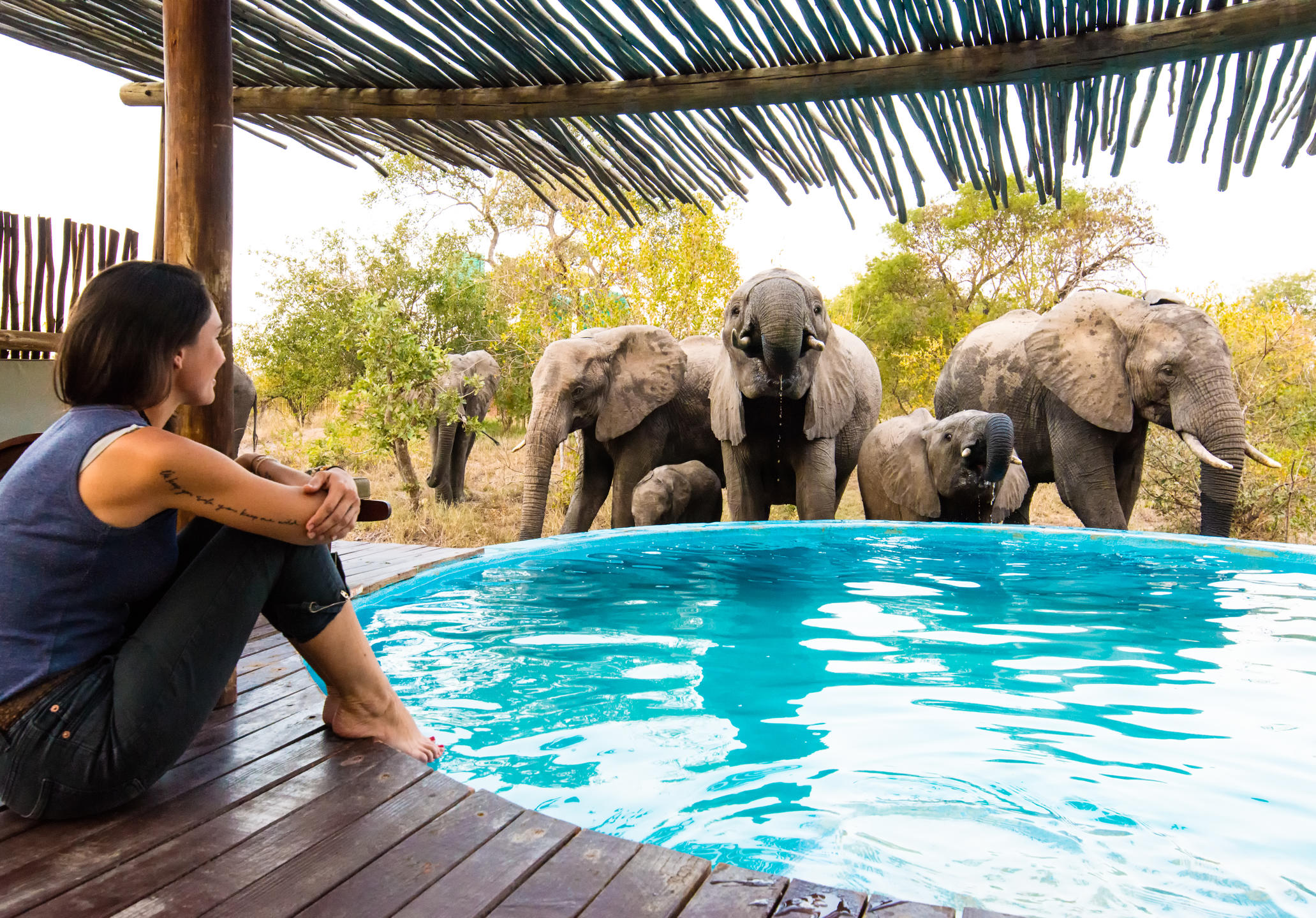 Elephants at the Africa on Foot Swimming Pool