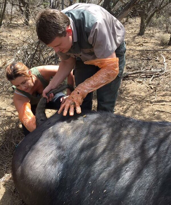 Conservation Projects - Karoo