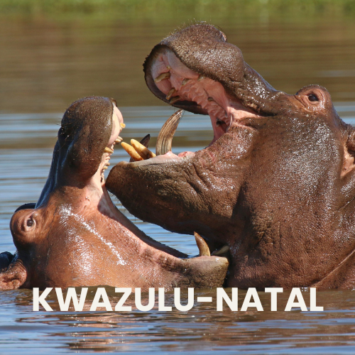 KwaZulu-Natal Safari Destinations