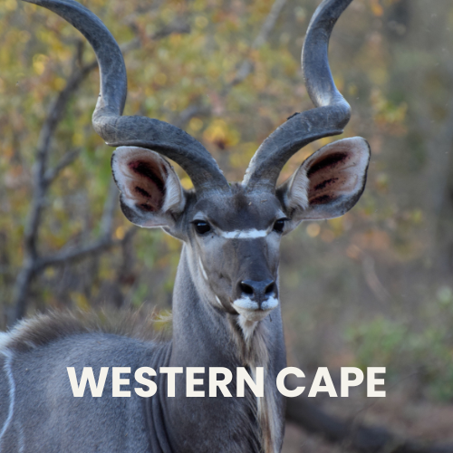 Western Cape Safari Destination