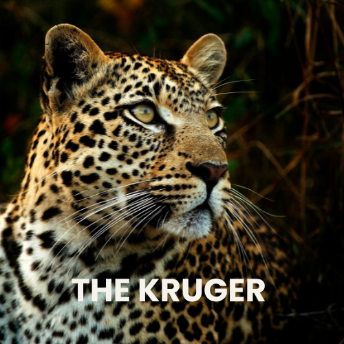 The Kruger Safari Destination