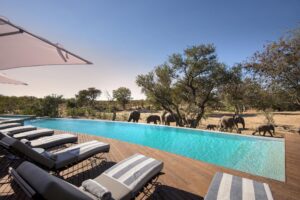 andBeyond Ngala Safari Lodge Swimming Pool