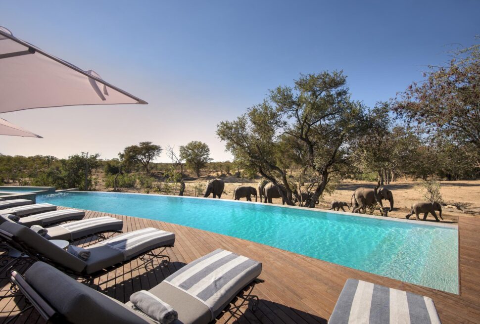 andBeyond Ngala Safari Lodge Swimming Pool