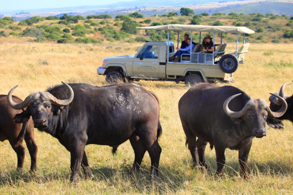 Buffalo Spotted on Game Drive in Botlierskop