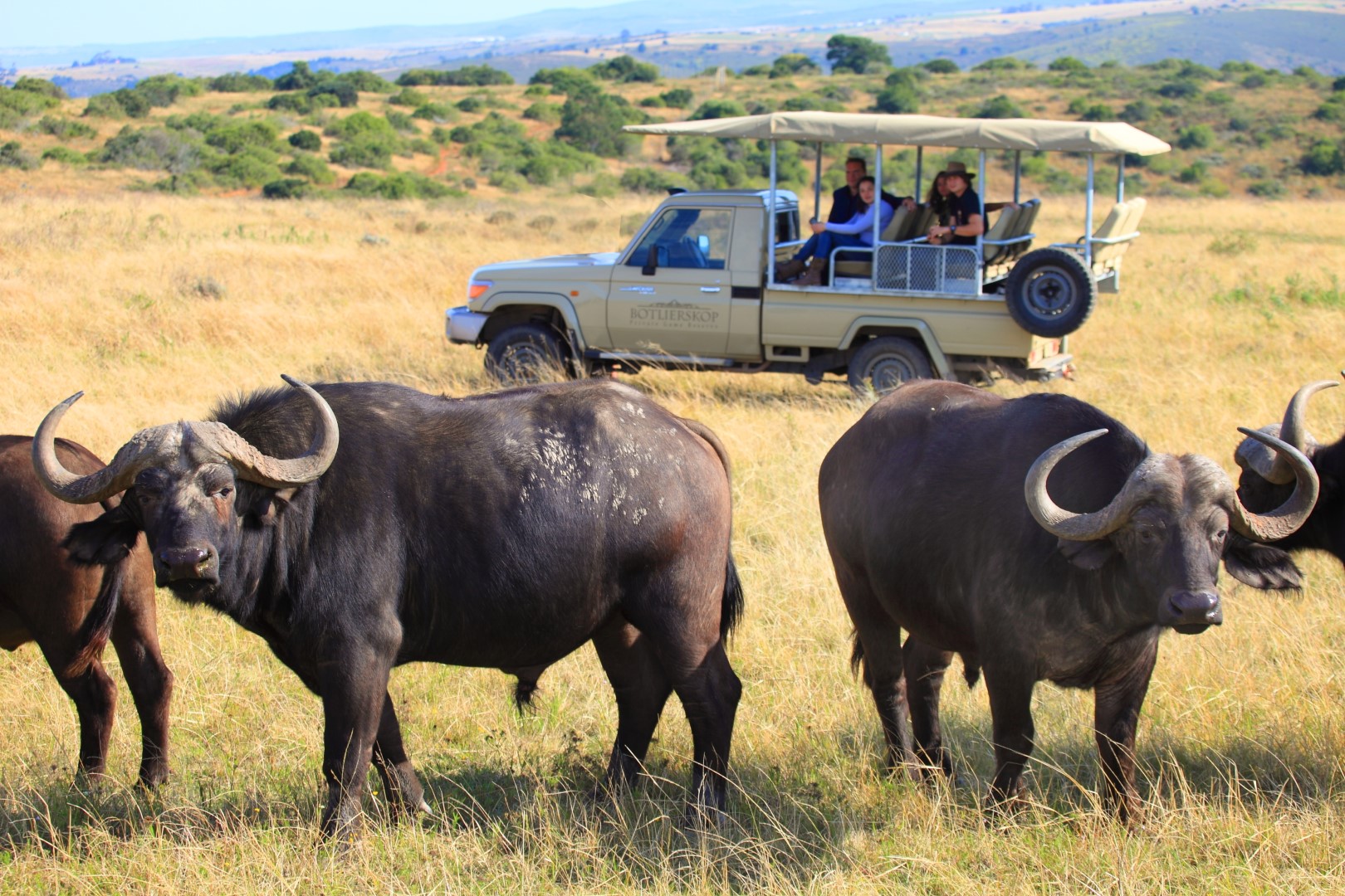 Buffalo Spotted on Game Drive in Botlierskop