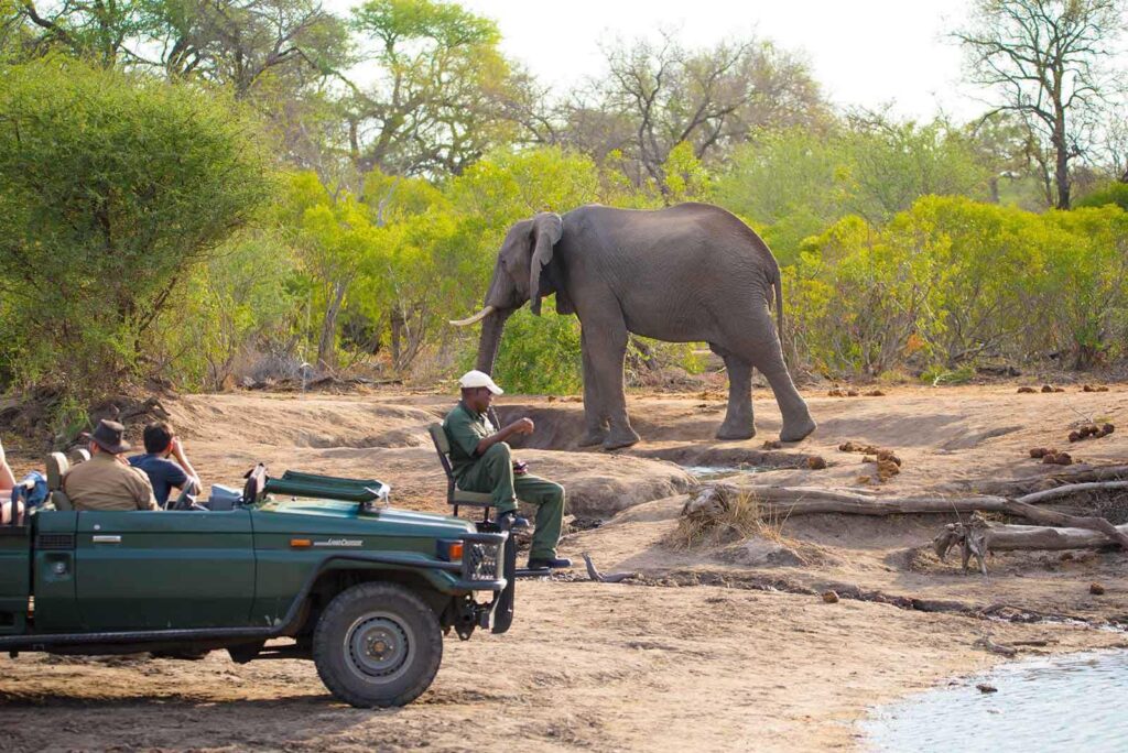 Game Drives and Elephants in the Klaserie