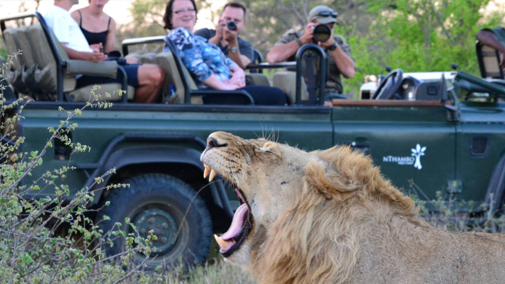 Lions Spotted on Game Drives