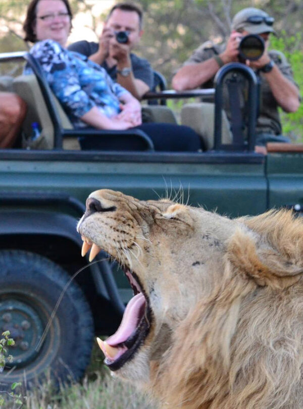 Lions Spotted on Game Drives