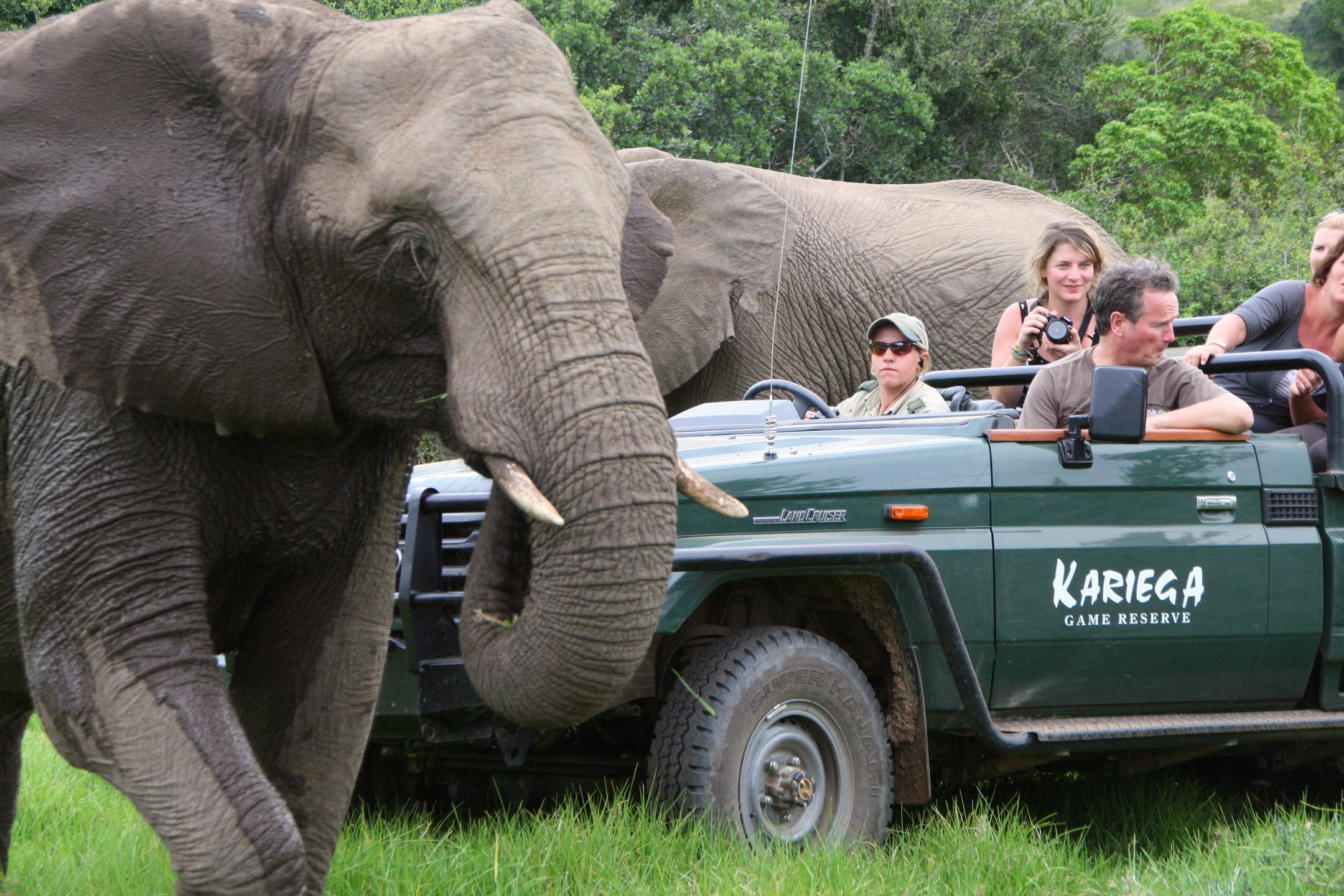 Game drives at Kariega Game Reserve