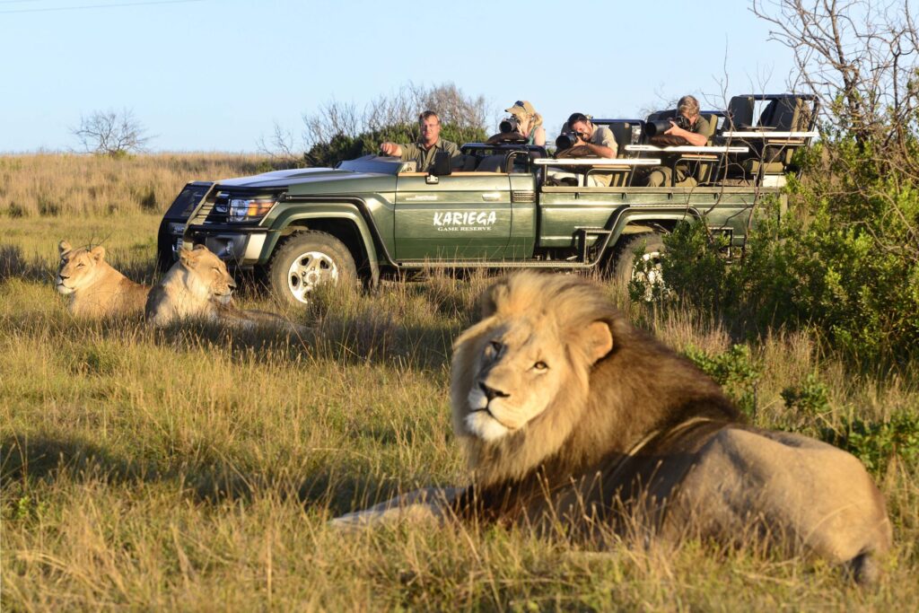 Game drives at Kariega