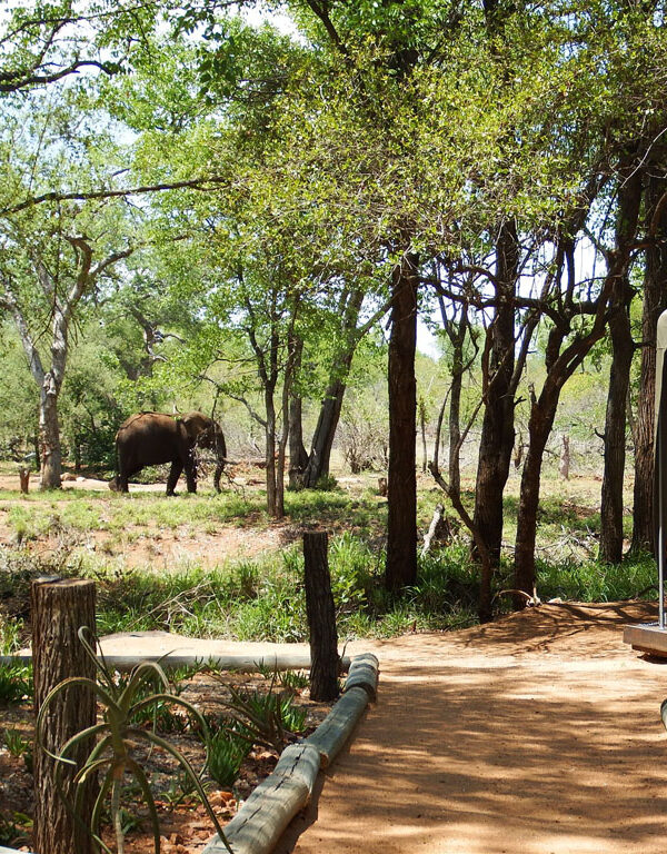nDzuti Elephants in Kruger