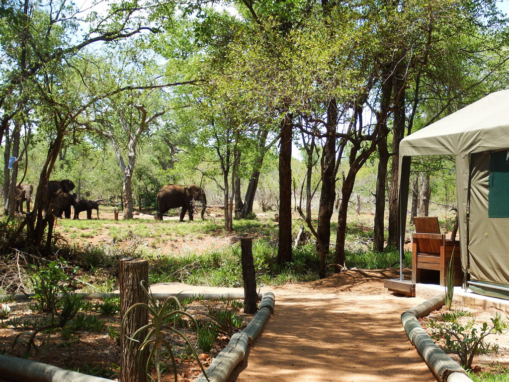 nDzuti Elephants in Kruger