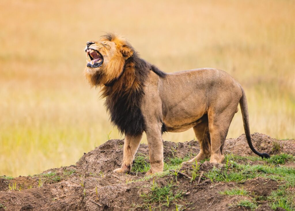 Nambiti Reserve Wildlife