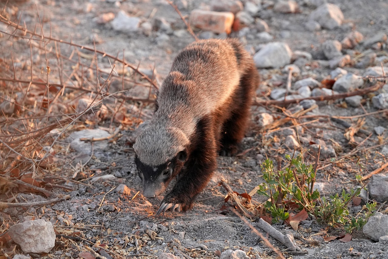 Honey Badger in the Kruger
