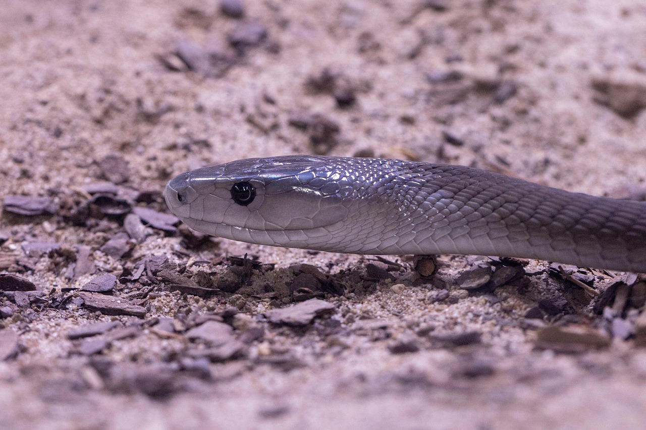 Black Mamba in Kruger