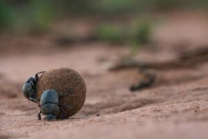 Spotting Dung Beetles in the Kruger