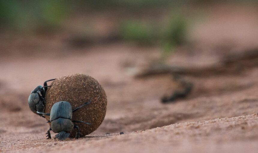 6 Overlooked Animals to Spot on Safari in South Africa