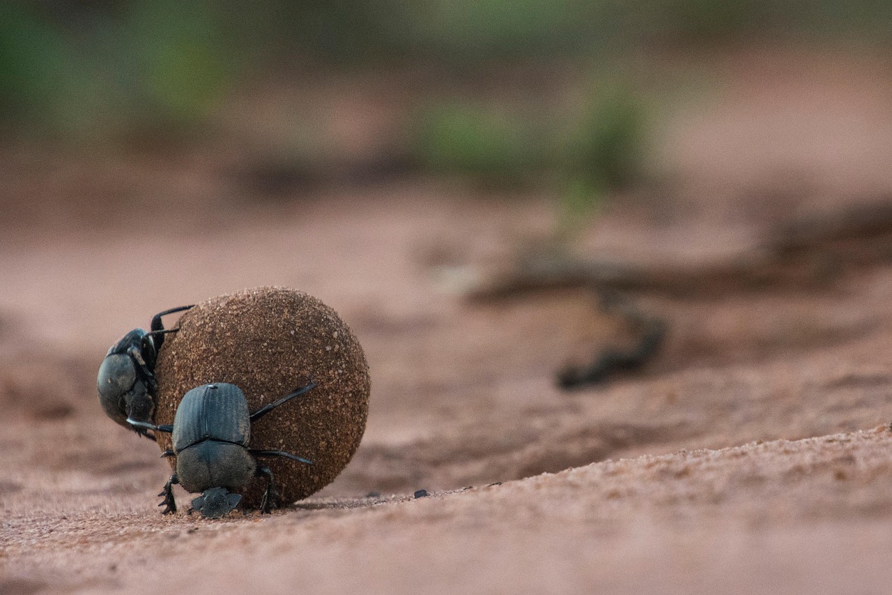 Spotting Dung Beetles in the Kruger