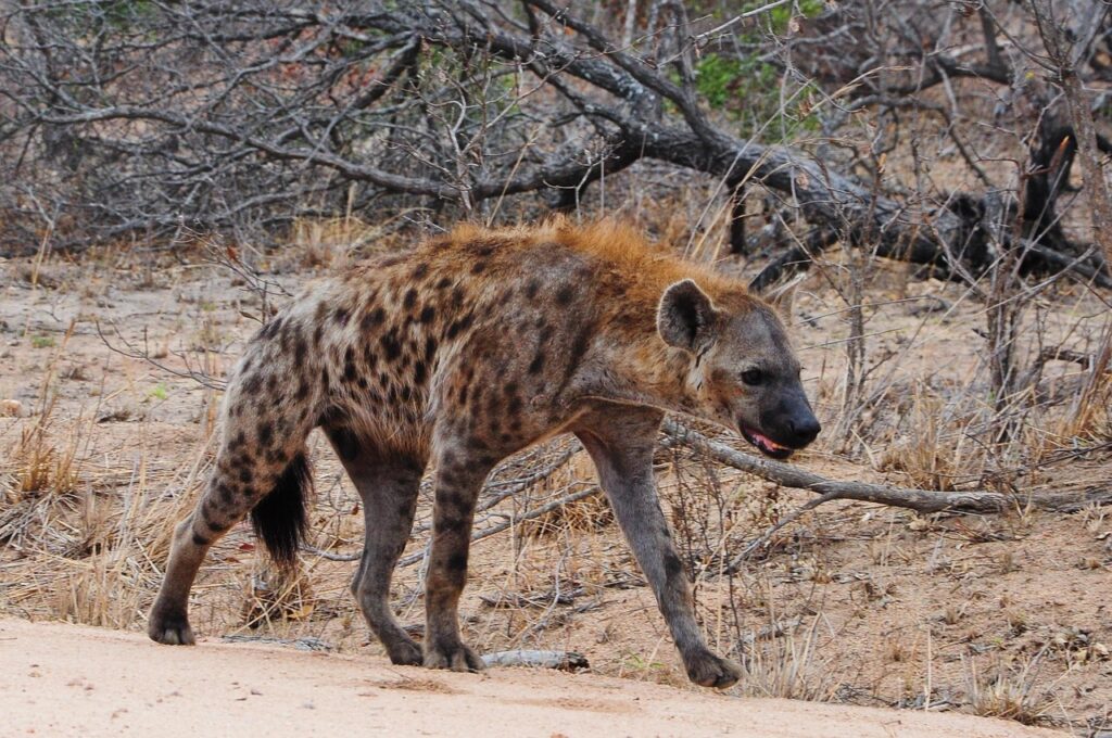 Hyena in Kruger