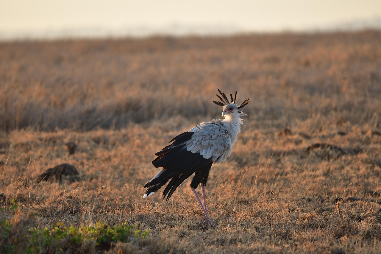 Secretary Bird - Animals to Spot on Safari in South Africa