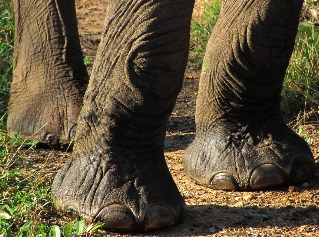 elephants feet