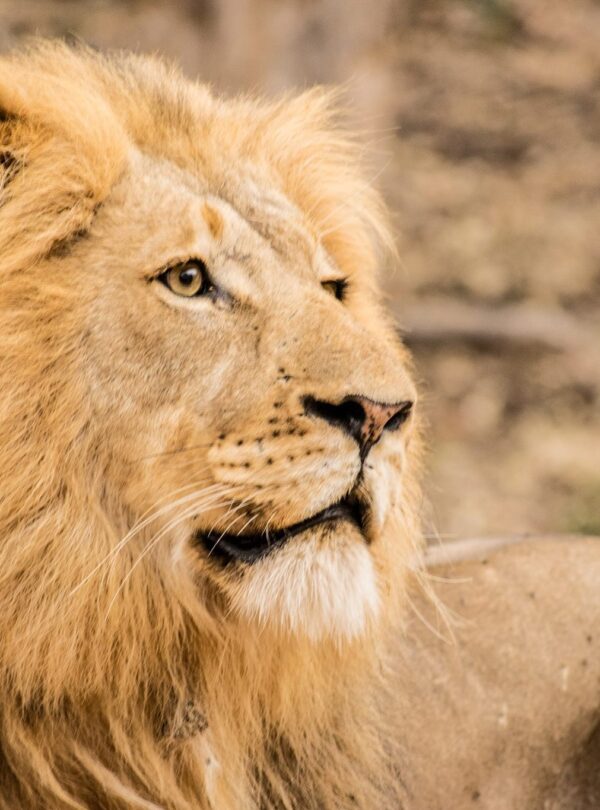 Kapama Game Reserve Lion