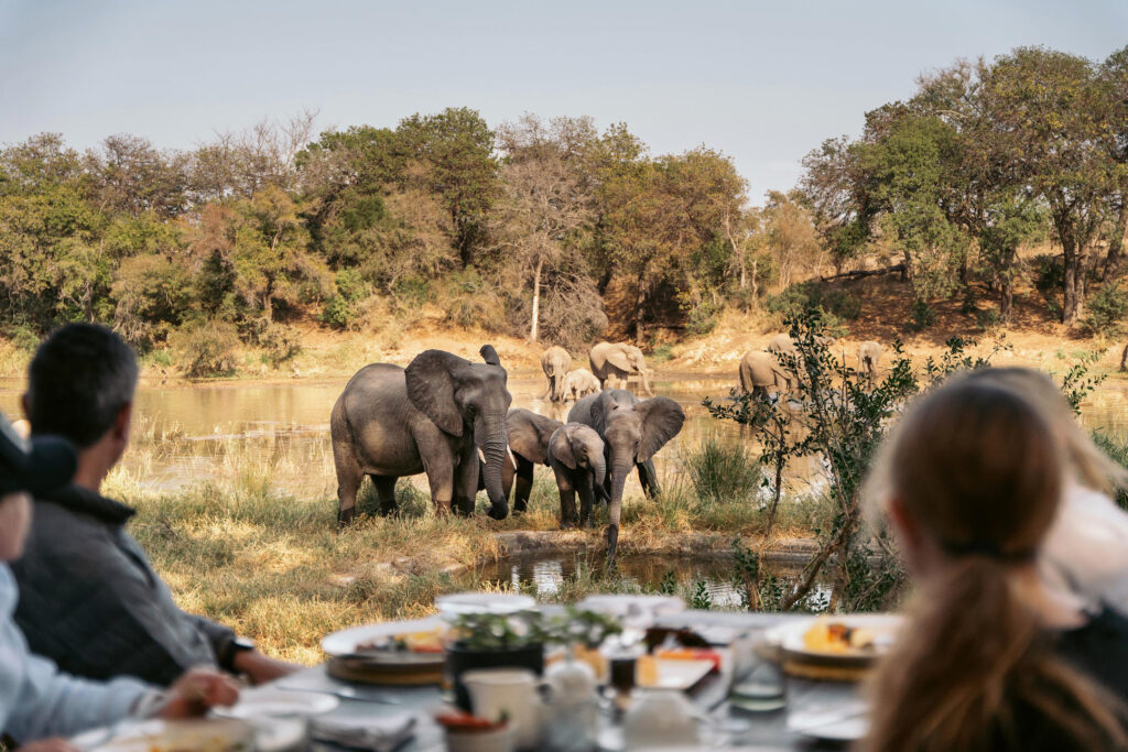 Simbavati River Lodge Elephants at Waterhole