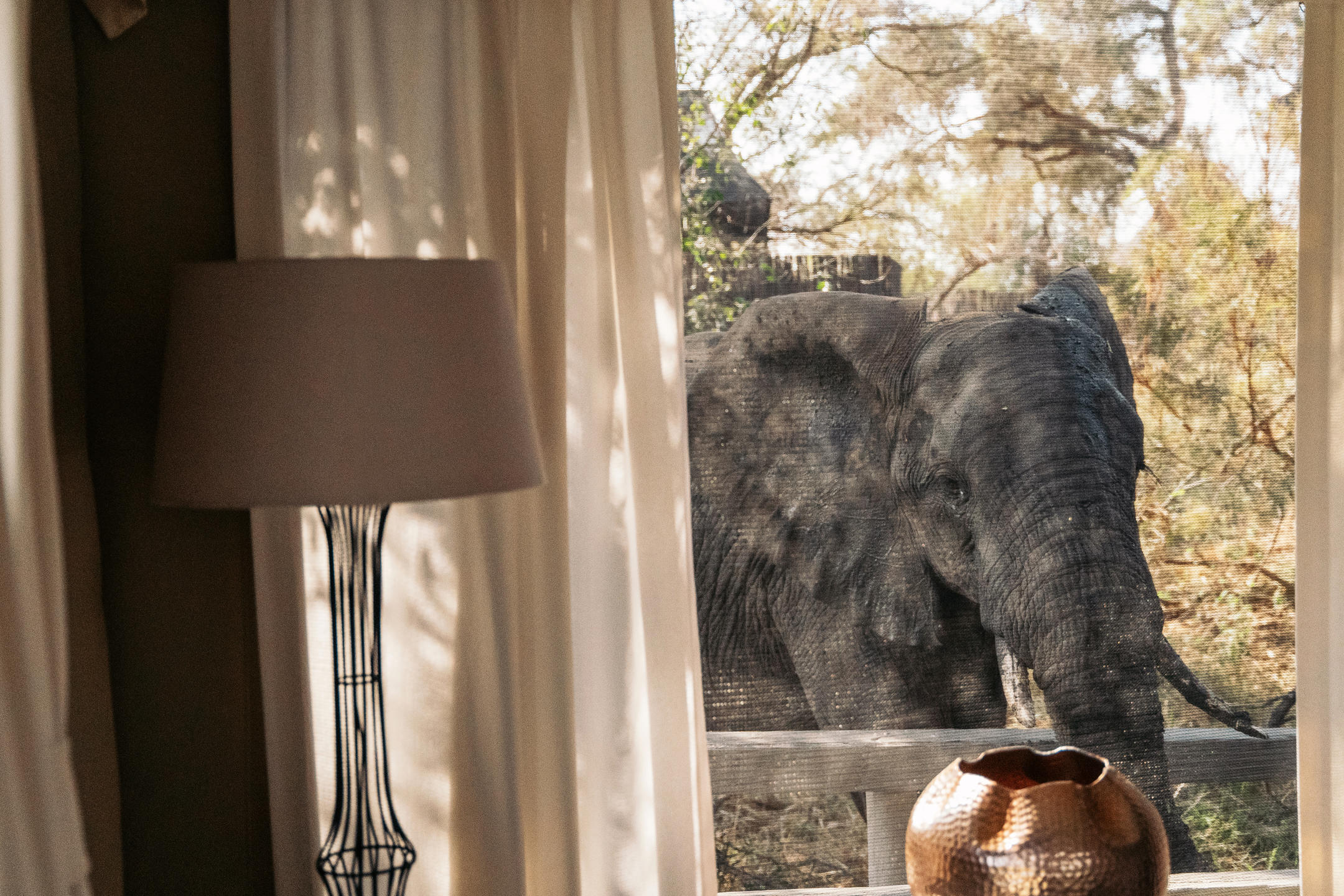 Elephants at the Safari Lodge in Simbavati