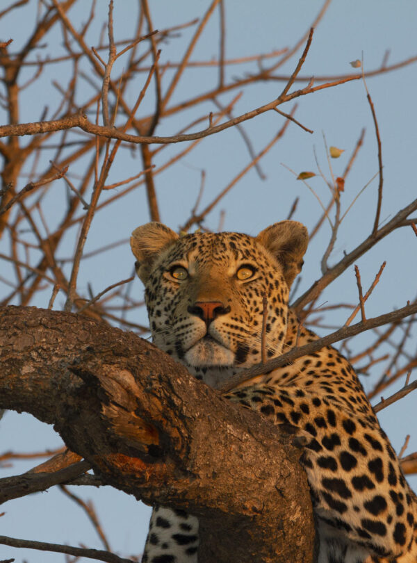 Simbavati River Lodge Big Cats