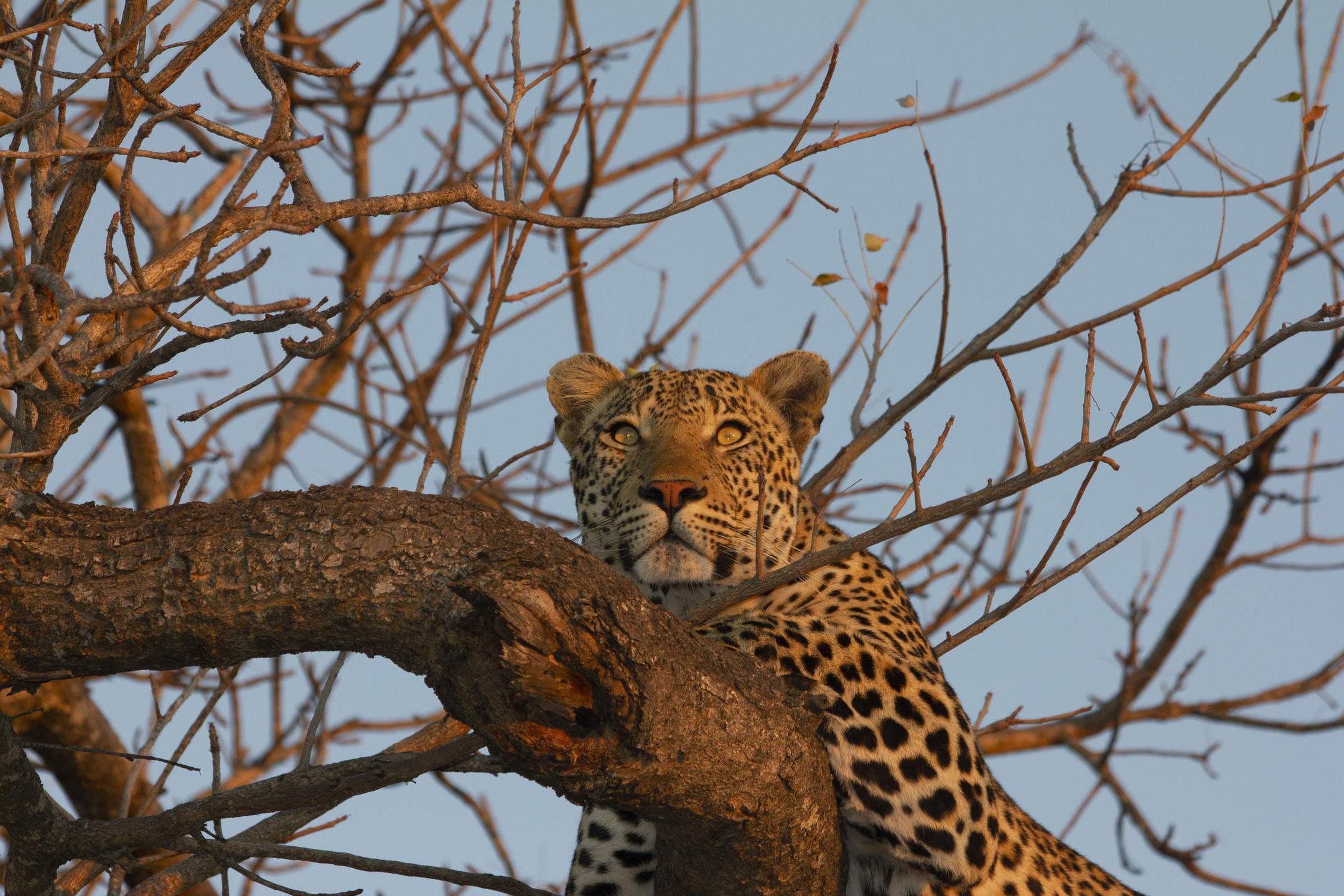 Simbavati River Lodge Big Cats