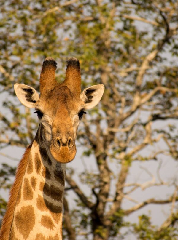 Kruger Giraffe