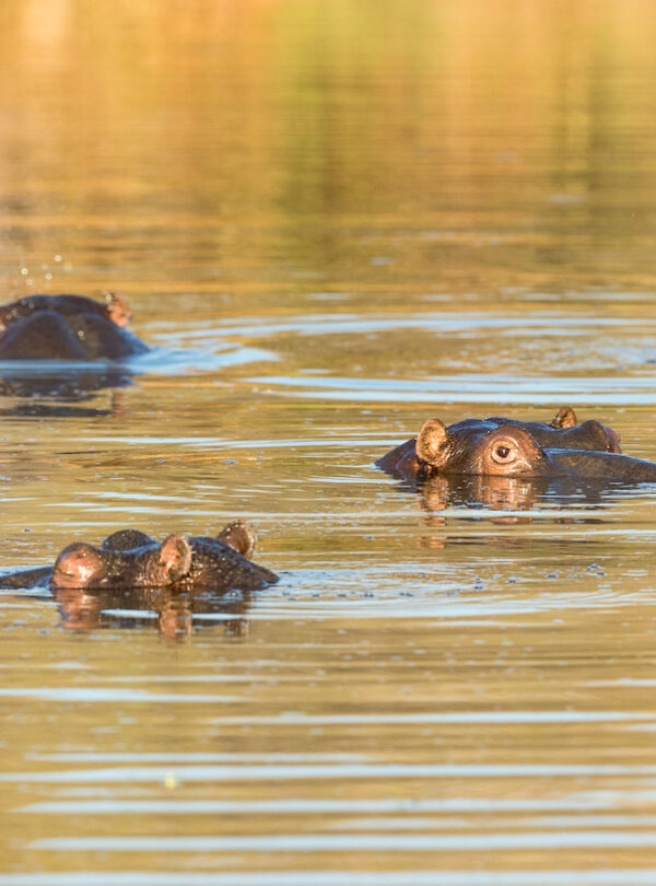 Hippos Pilansberg