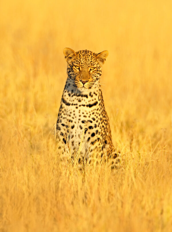 Balule Leopard
