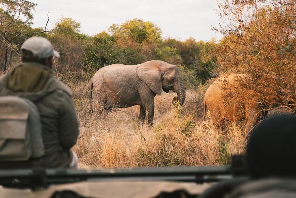 Elephants Spotted on Game Drive