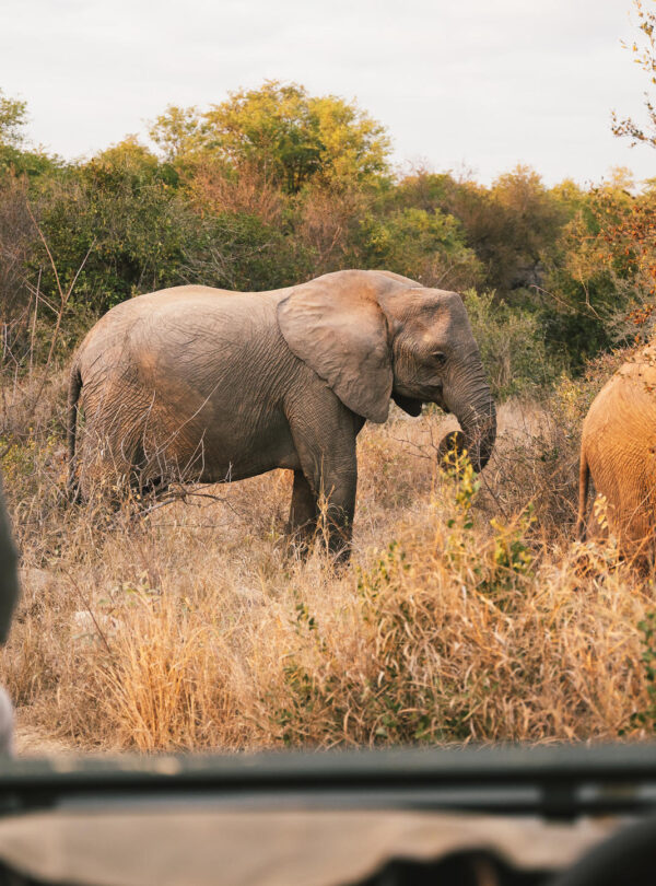 Elephants Spotted on Game Drive