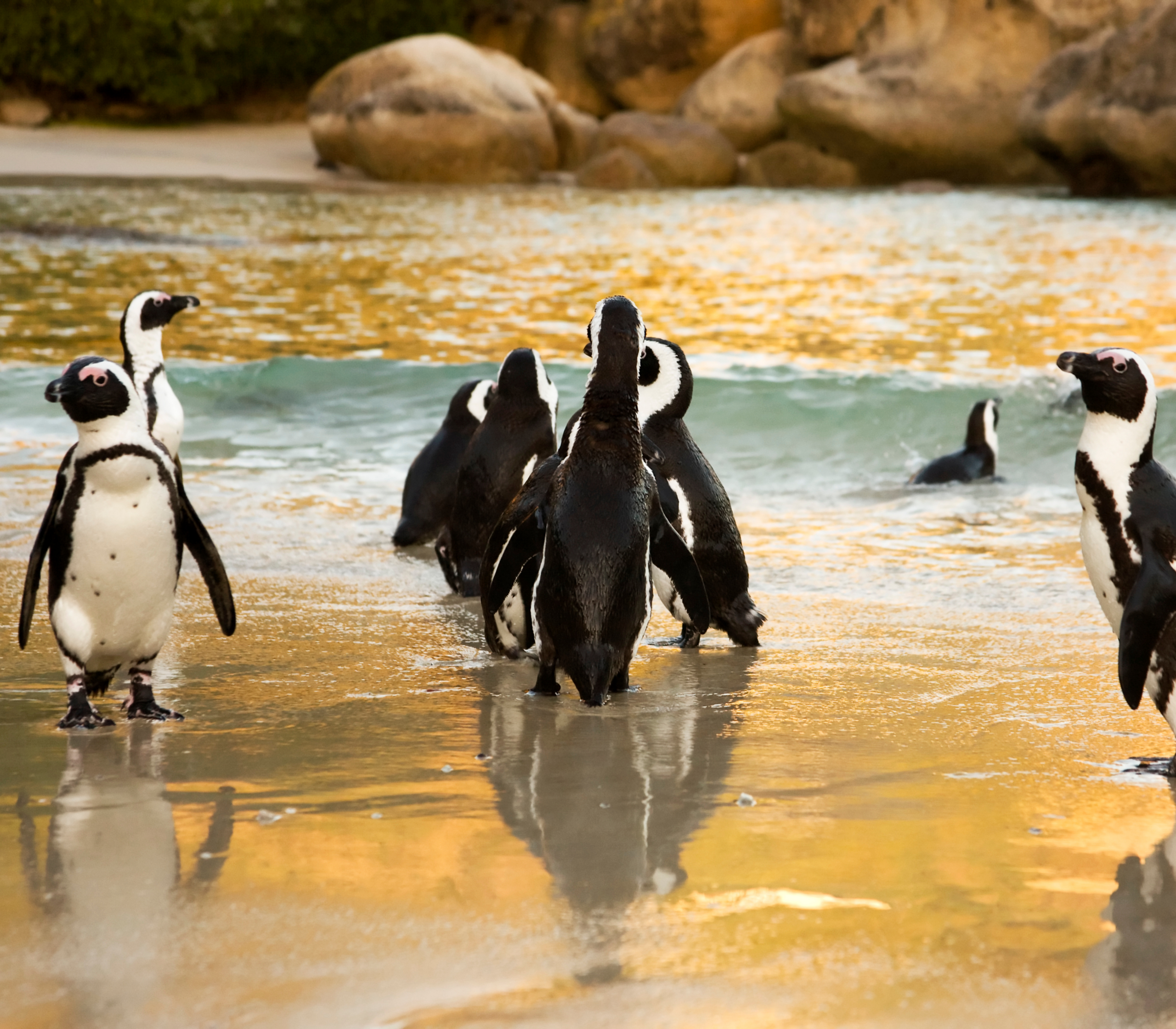 African Penguins at Boulders Beach in Cape Town