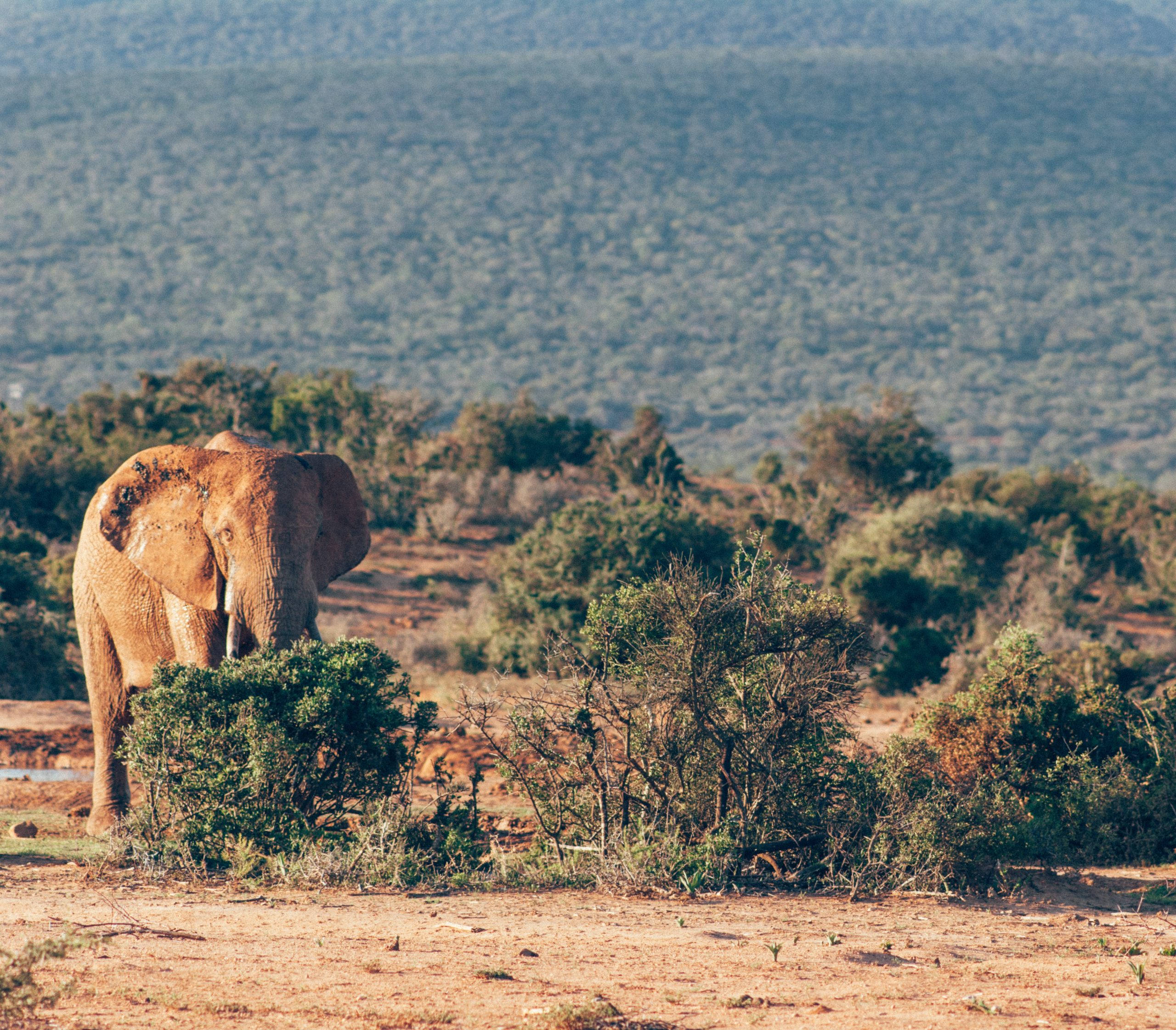 Addo Elephant Park Wildlife in Eastern Cape