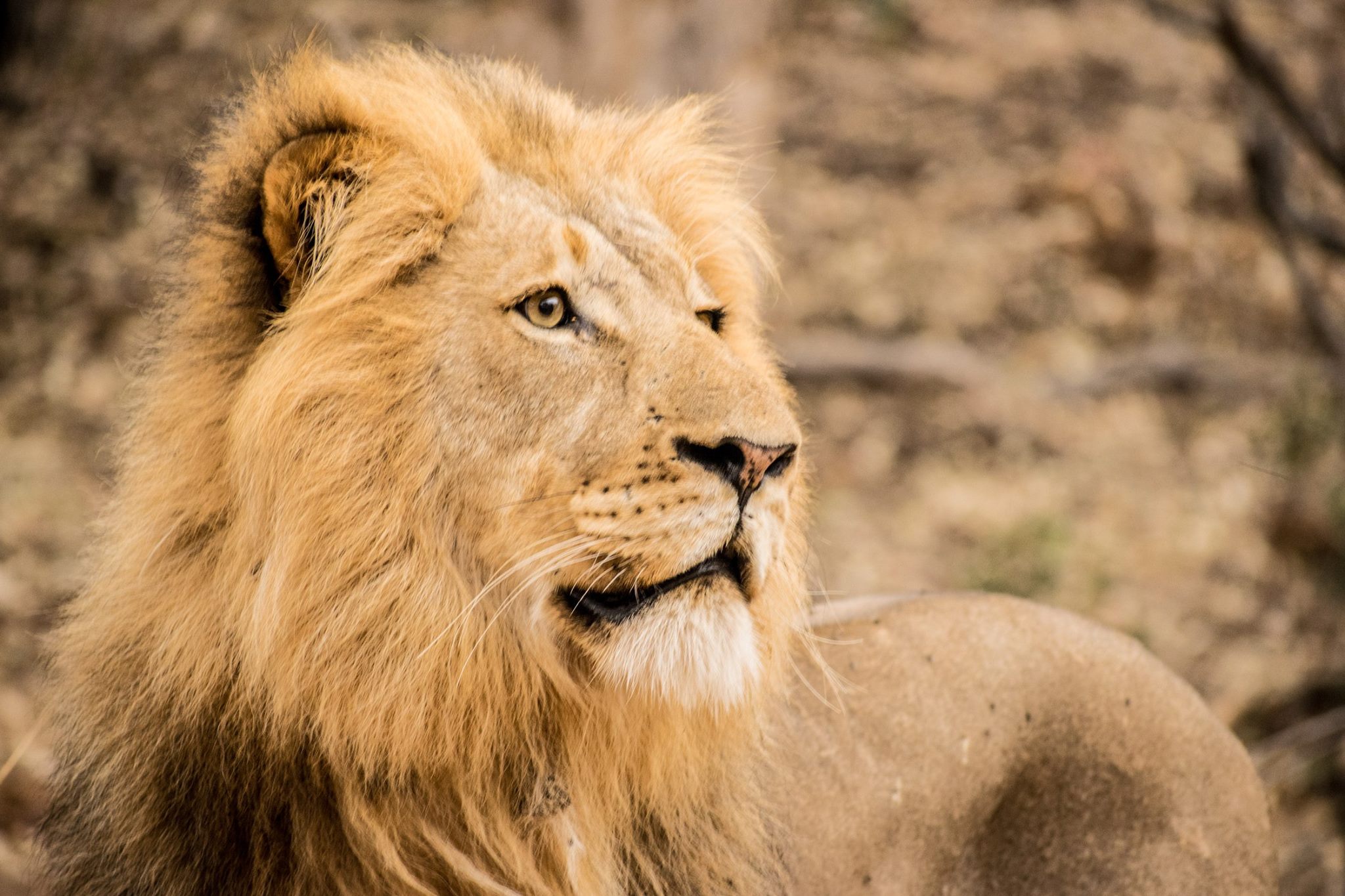 Lions in the Kruger National Park