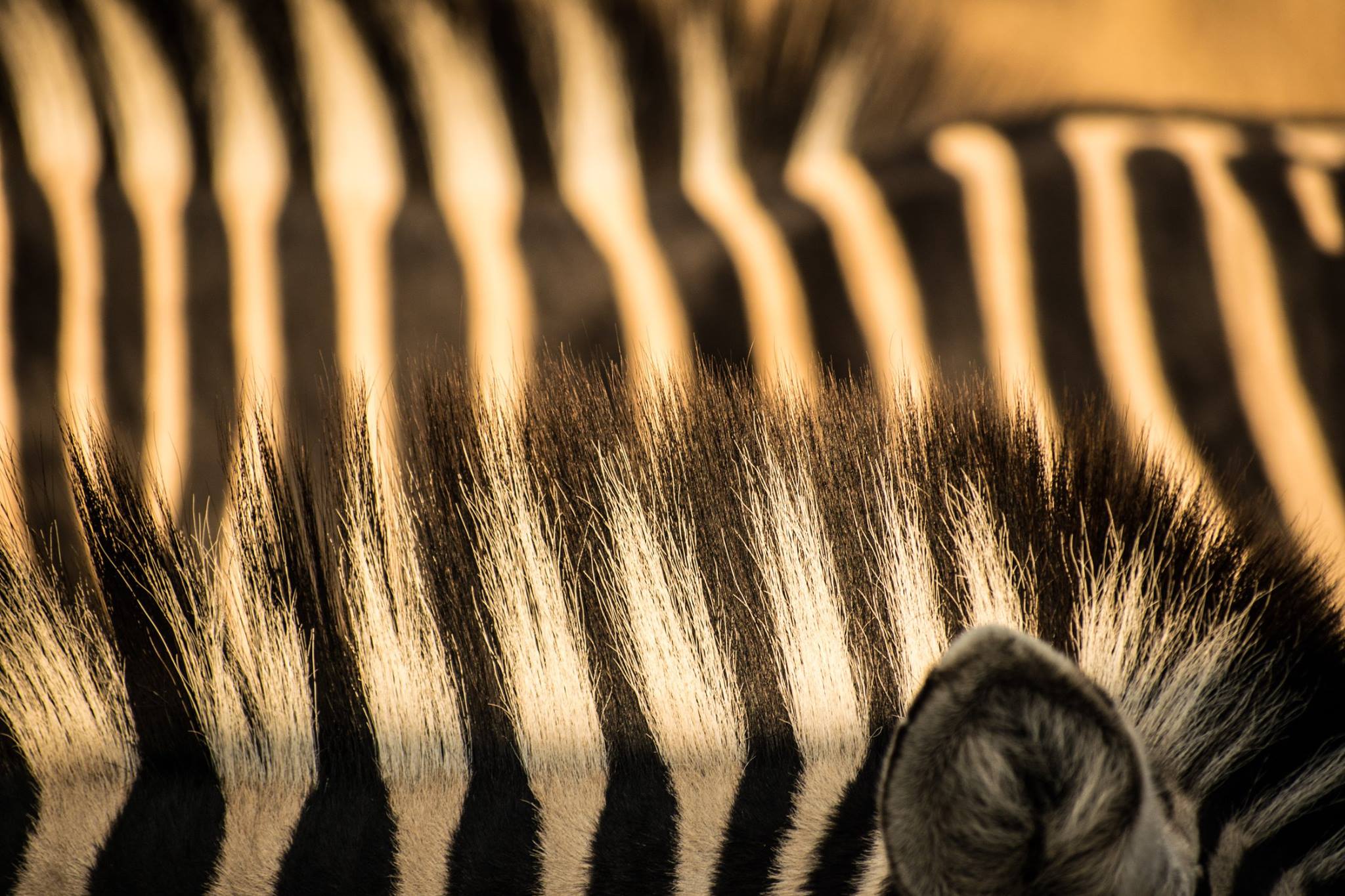 Wildlife - Zebra Stripes 