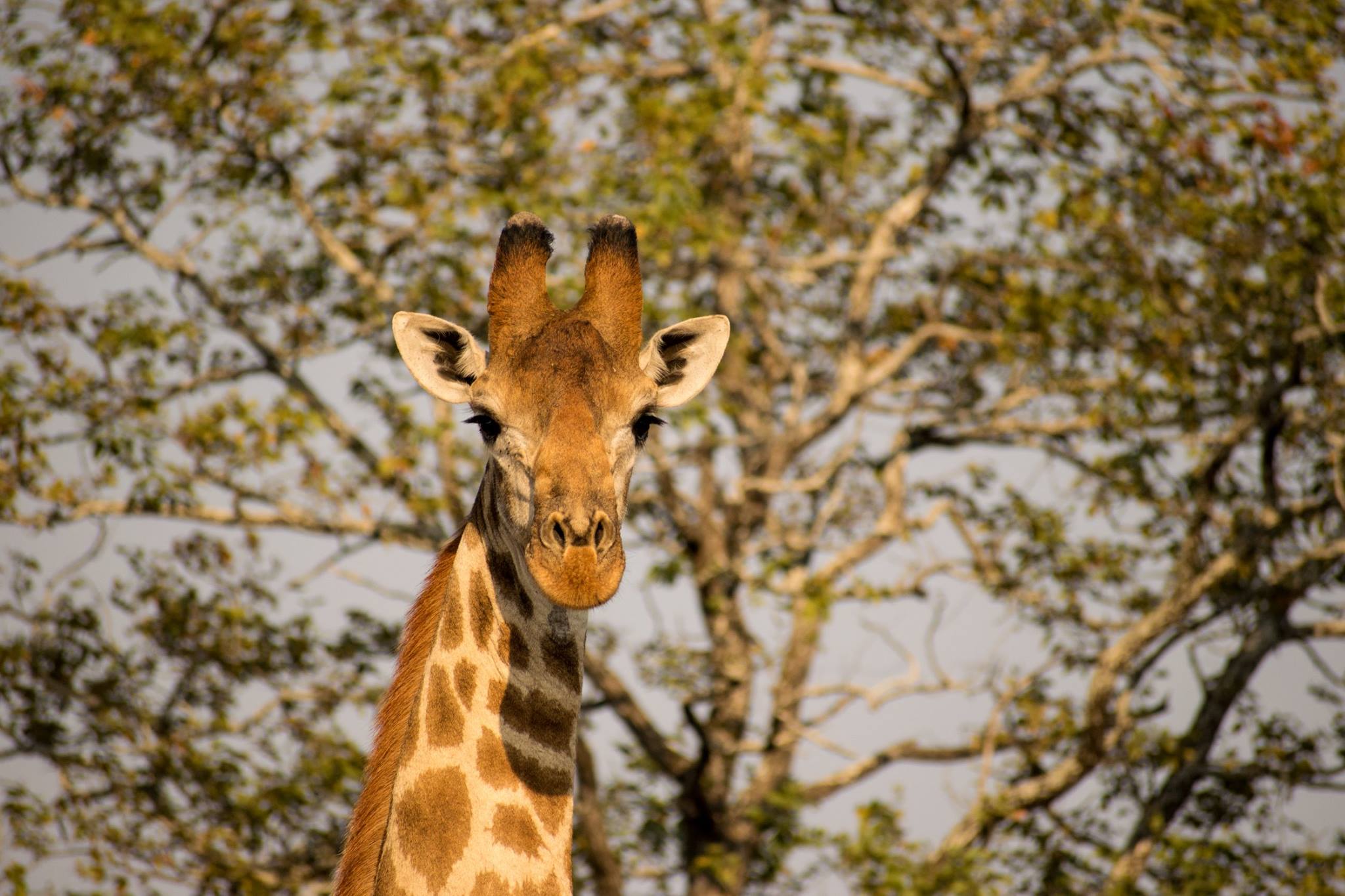 Giraffe in the Kruger Bushveld