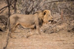 Lions Spotted at Chacma Bush Camp