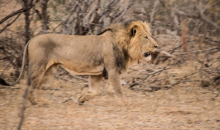 Where should I go on safari in South Africa?