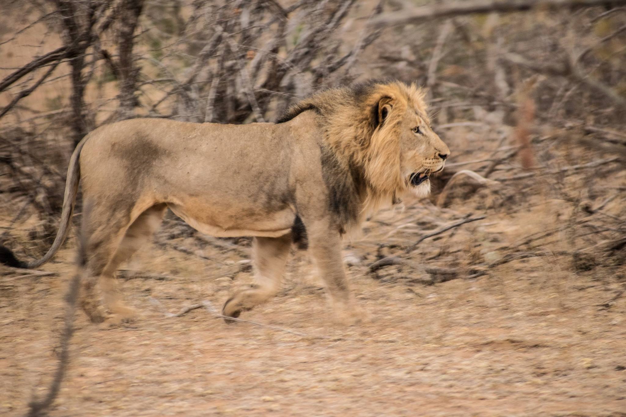 Lions Spotted at Chacma Bush Camp