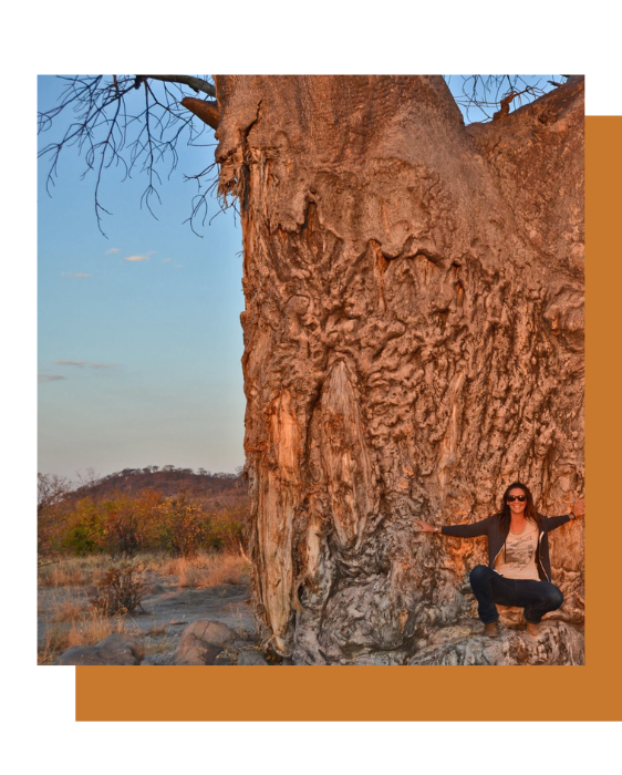 Safari Search - About Us